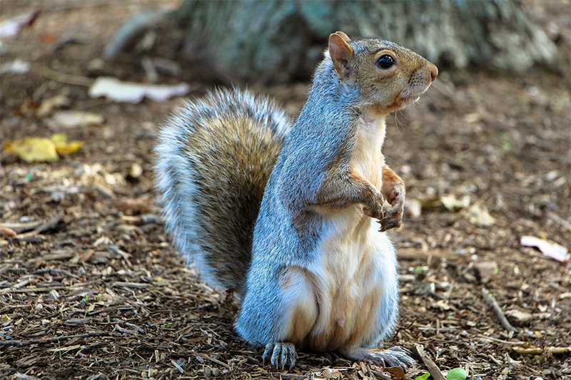 Madison Squirrel Removal