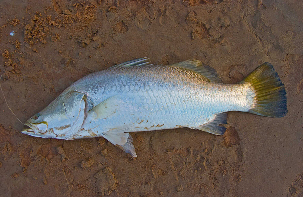 Look Fresh Fresh Barramundi Fillet Delivery Services Near You